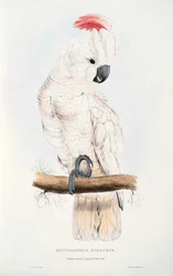 Cacatua moluccensis